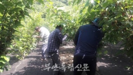 부안 계화면, 영농철 일손돕기 참여