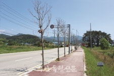 변산면에 흉물 된 후박나무 가로수, 부안군은 아직도 실태 파악 중