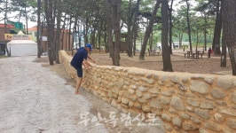 고사포 송림에 콘크리트 돌담…국립공원관리공단 대체 왜 이러나