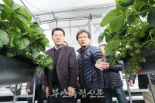 부안 스마트팜 딸기 본격 수확 27억원 수익 기대