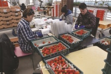 클릭 이사람-부안1호 스마트 팜 딸기농장주 최현진 씨