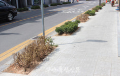 심고 죽고 또 심고, 부안읍 부풍로 도로변 꽝꽝나무…괜한 혈세만 줄줄