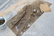 심고 죽고 또 심고, 부안읍 부풍로 도로변 꽝꽝나무…괜한 혈세만 줄줄