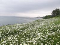부안 변산마실길, 찔레꽃·데이지꽃 만발 백색의 향연