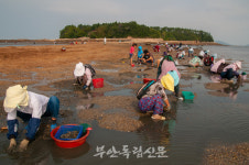 [한장의 사진] 하섬 앞바다 조개 캐는 사람들