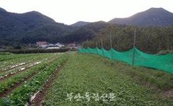 [맨땅농부 임대봉의 농사일기 - 26] 변산에 오길 참 잘했다