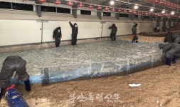 [속보] 부안군 오리농장서 고병원성 AI 확진 나와…19만 6000마리 살처분