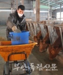 [클릭 이사람] 소띠해 소띠 축산인 정경환 농부