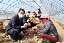 권익현 부안군수, 농가 응원하러 부안노을감자 수확 현장 찾아
