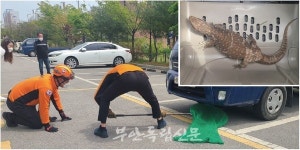 부안에 이구아나가?…읍내 아파트 단지에 대형 도마뱀 출몰