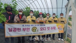 부안의 명물 검은 보석…참뽕 오디 첫 수확