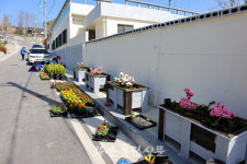 부안군, 매화풍류마을 건강하고 보기좋은 안전한 마을 길 열린다