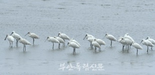 새만금 수상태양광 예정 부지에 멸종위기 1급 저어새 집단 서식 확인돼
