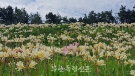 부안 변산마실길 제2코스, 붉노랑상사화 이달 말 최절정 예상