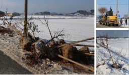 [포토뉴스] 설중 식재, 과연 나무가 살까
