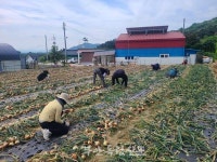 하서면, 양파 수확 일손 돕기 나서