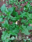 [유아숲 지도사 전푸르나의 서림공원 숲 이야기 - 1] 숲은 매일 매일 새롭다