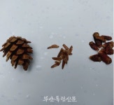 [유아숲 지도사 전푸르나의 서림공원 숲이야기-5] 서림공원에 닭다리 치킨과 새우튀김 먹으러 오세요