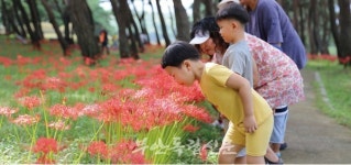 [포토 뉴스] 절정에 이른 석불산 꽃무릇