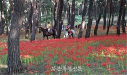 [포토뉴스] 석불산 꽃무릇 만개