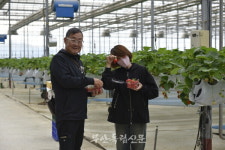 부안 딸기 농장서 힐링한 일본 관광객들, 내년에도 오고 싶어요