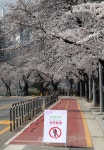 [현장-문병희의 한 컷] 코로나19가 앗아간 봄…서울 윤중로 벚꽃길 통제