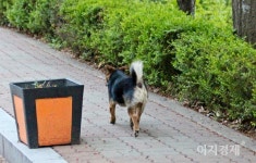 [이지경제의 한 컷] 韓서는 개 팔자가 상 팔자