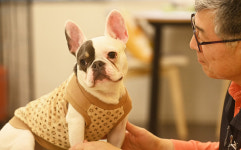 검역본부 동물용 의약품 온라인 판매는 불법...모닝터링 확대