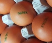 파주 농가 계란서 기준치 초과 살충제 대사산물