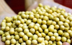 수입콩 두부, 100% 국산콩 두부 둔갑 등 원산지 표시 위반 50개소 적발