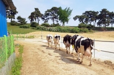 호수 정동 태원 장현목장, 낙농체험목장 신규 인증
