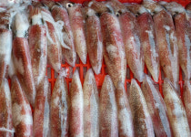 고등어ㆍ오징어 4월부터 금어기 시작