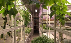 남극에서 오이냉국을…세종기지 실내농장서 열매채소 본격 수확