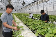 [기획] 부자농원 이호명 대표, 한농대 졸업 후 딸기 농사…연매출 7억