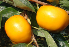 창원단감, 지리적표시 농산물 제117호 등록