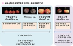 온도·포장 등 ‘국산 체리’ 신선 유통 위한 수확 후 관리 기술 제시