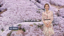 황령산 벚꽃, 열 손가락 안에 꼽히는 이유 있어…이 밖의 꽃놀이 핫플레이스는?