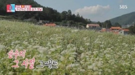 장흥 선학동에 뭐가 있길래…최수종·하희라가 전한 메밀꽃 필 무렵
