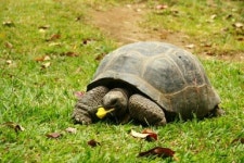 알다브라코끼리거북 기른다는 아웃사이더…대전시에서도 1억 투자한 귀한 몸