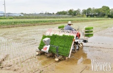 영산강 시원의 청정 담양, 첫 모내기 실시