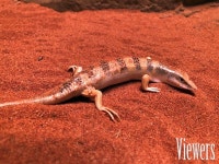 함평군 양서파충류생태공원, 새로운 파충류 7종 26마리 추가 전시