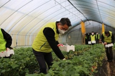 NH농협생명, 출범 10주념 기념해 용인시 딸기농장 일손돕기 나서