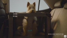 펫팸족 천만 시대 드라이브 시 가장 필요한 펫 전용 필수품은?