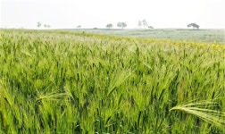 청보리가 물결 이루는 그곳