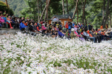 정읍 구절초 꽃 축제 올해도 활짝 핀다