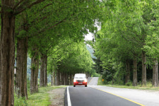 푸른 녹음이 절정 이룬 가로수길