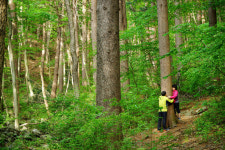 피톤치드, 쉼, 힐링 깊은 산속의 3박자