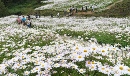 곳곳 축제의 유혹 전북이 들썩들썩 秋男秋女 설렌다