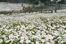 구절초 향기 풀풀