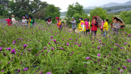 보라빛 엉겅퀴 꽃, 임실을 물들이다